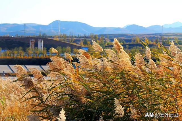 剪影效果剪影效果的照片怎么拍