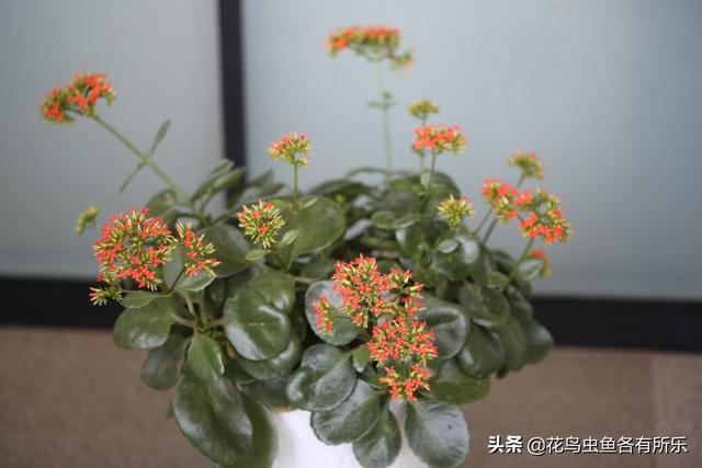 花卉指的是什么? 施肥方式