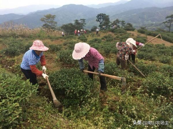 茶园施肥一般遵循什么原则