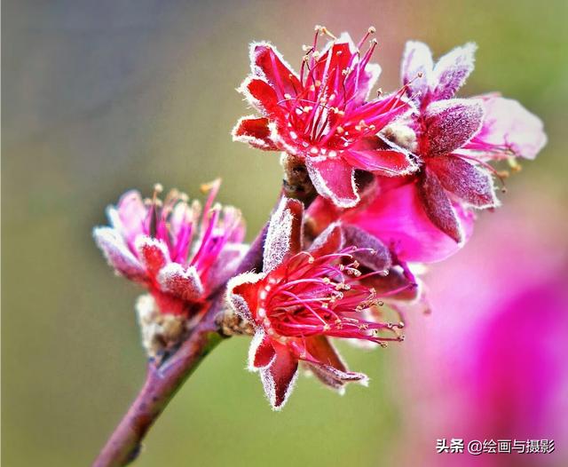 迎春图片（如何拍摄梅花？）