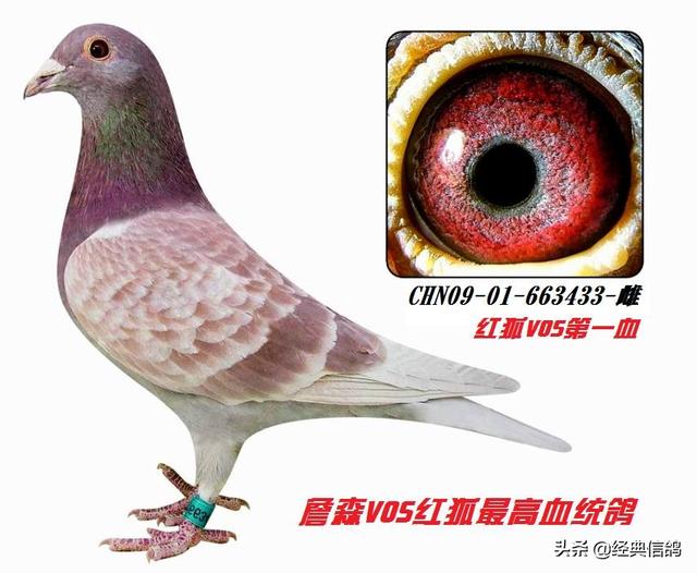 信鸽饲料市场网-信鸽饲料批发
