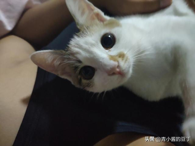 准备去接领养的猫咪，需要带些什么呢,第7张