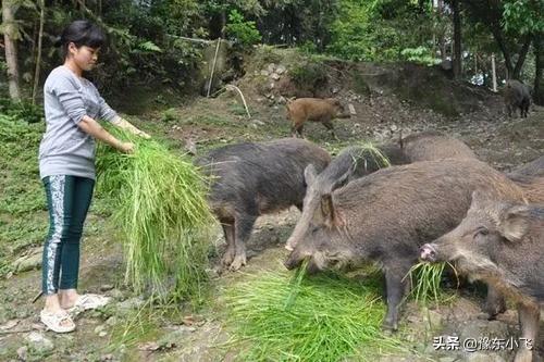 家庭养殖业 （家庭养殖业什么最赚钱）