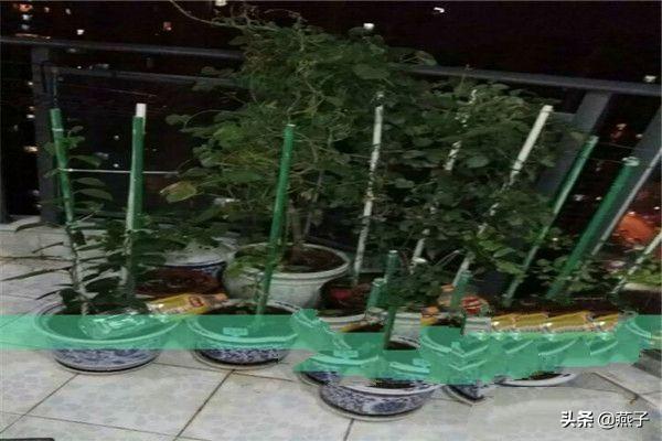 花卉种植图片 浇水方法