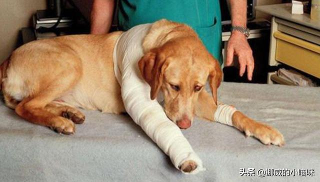 小金毛腿受伤了！怎么办啊,第3张