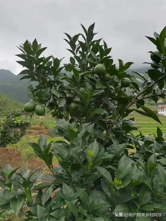 怀化哪里有野果园种植,怀化哪里有野果园种植的