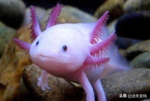 六角恐龙鱼怎么养(图1)