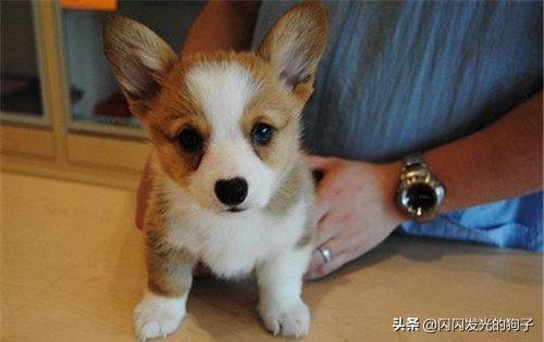 狗狗反复流口水吃什么药好？口水还很臭,第1张