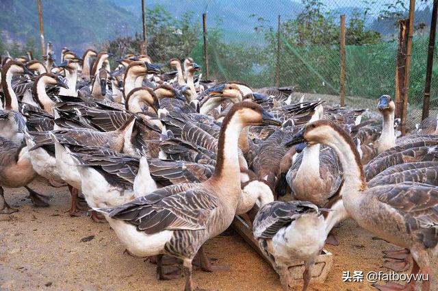 养鹅种什么草好长得快的牧草-鹅吃什么草长得快又重