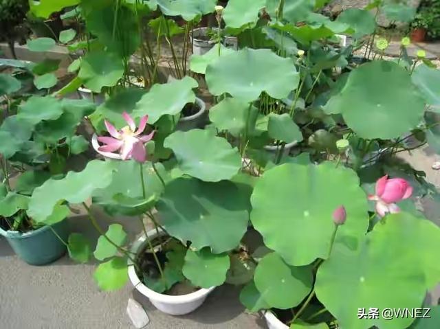 阳台莲藕种植,阳台莲藕种植方法