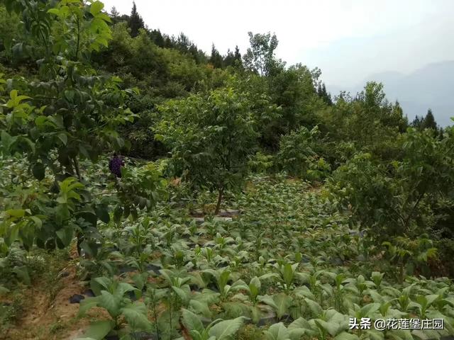 白不拉几的芒果好吃，白不拉几的芒果好吃吗