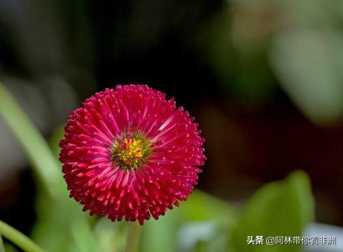 花卉知识了解怎么写，花卉知识了解怎么写的