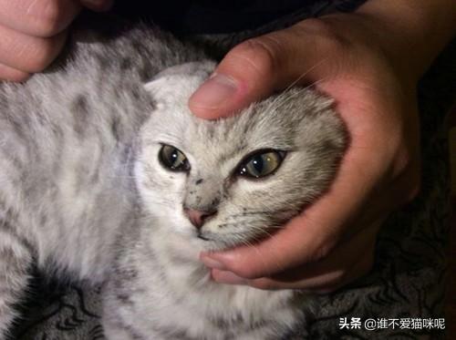 猫咪眼睛流眼泪怎么回事,小猫眼睛流泪了怎么回事？