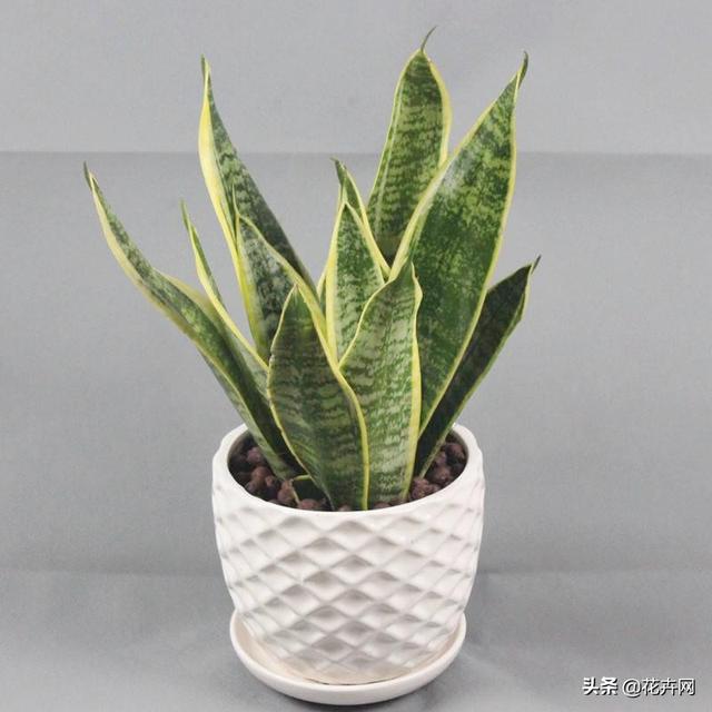 虎皮兰叶子枯萎，请问是怎么回事？可以挽救吗,第19张