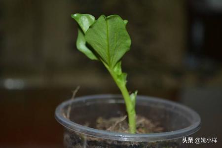 豆子的种植方法，豆子的种植方法步骤