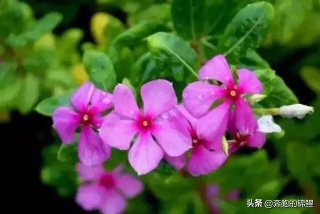 龙眼花是什么味的怎么吃