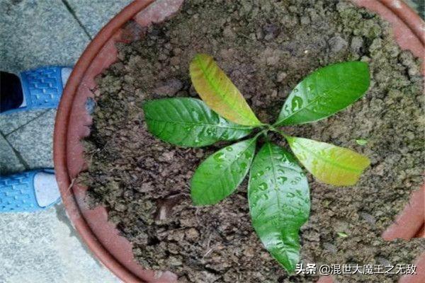 芒果盆栽种植方法，芒果盆栽种植方法(图文)