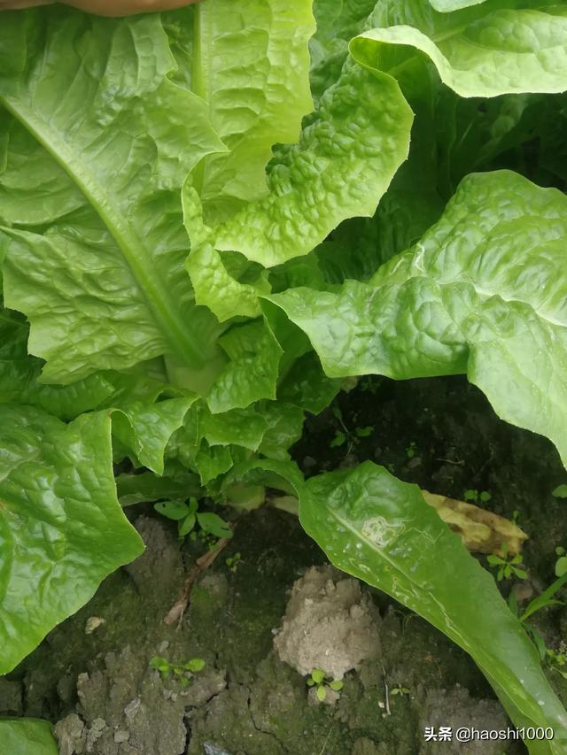 有机蔬菜种植要求，有机蔬菜种植要求标准