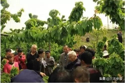 间之楔樱花动漫（间之楔92版 樱花）