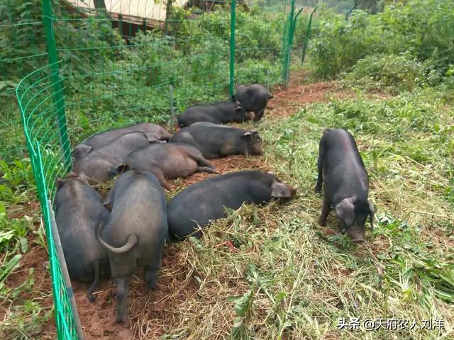 为什么粮食价格会高于生猪，为什么粮食价格会高于生猪价格