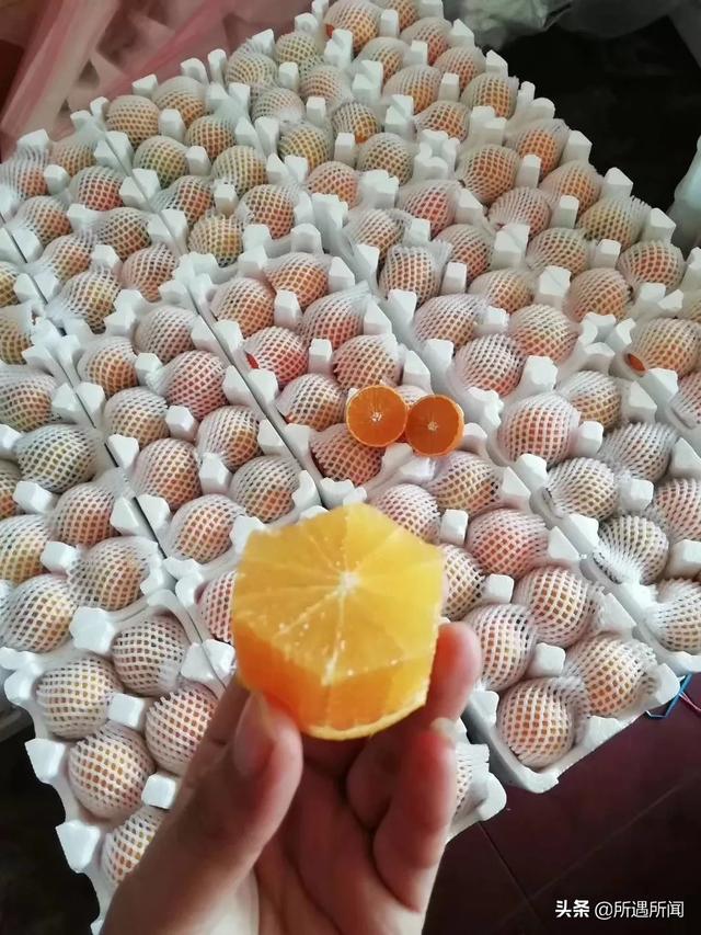 哪些蔬菜是长的快的水果(图6)