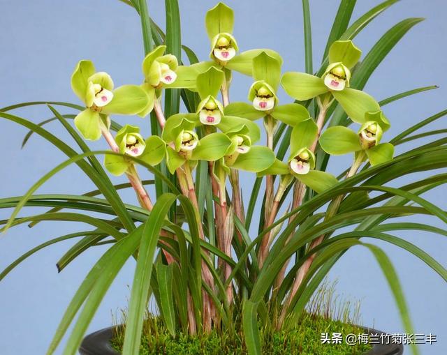 果园种植兰花怎么样,果园种植兰花怎么样施肥