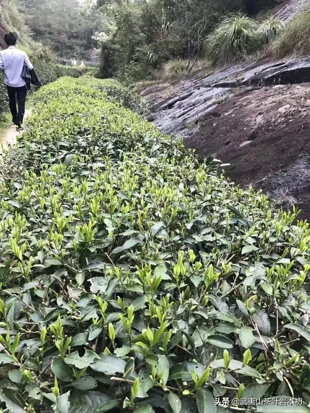 珠海吉大园林花园