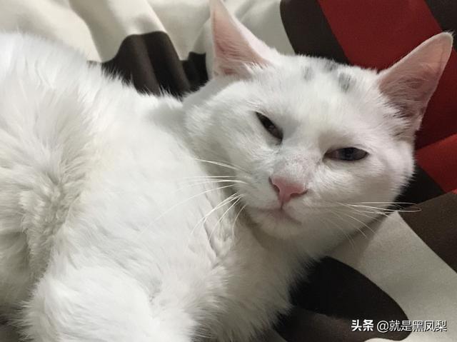寵物美容店賺錢嗎?寵物美容店賺錢嗎知乎!