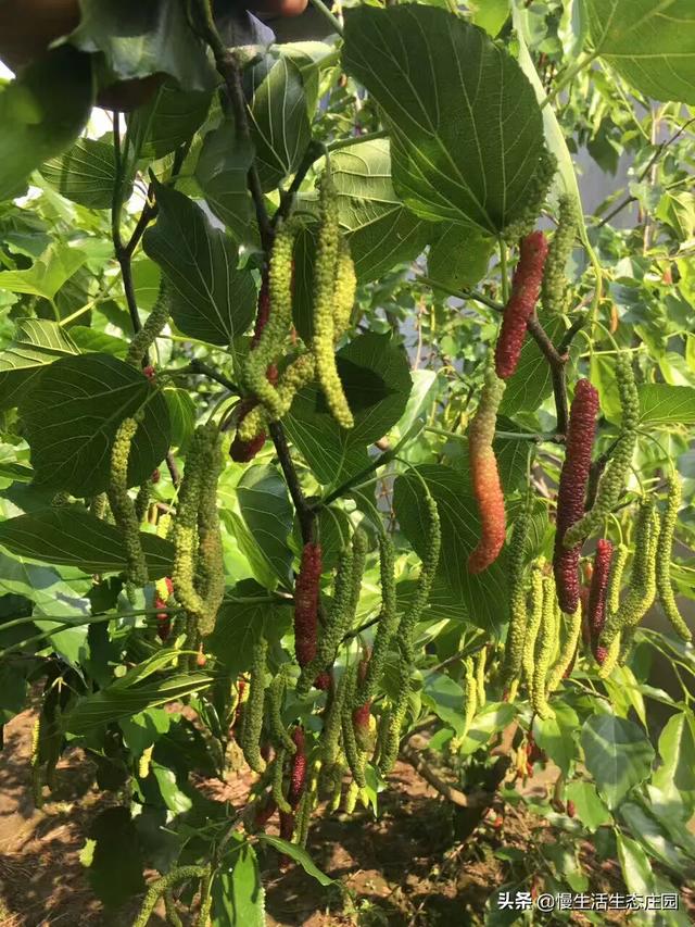 云南曲靖市麒麟区采摘园评价好的农家乐大推荐好玩又巴适,曲靖麒麟区周边农家乐