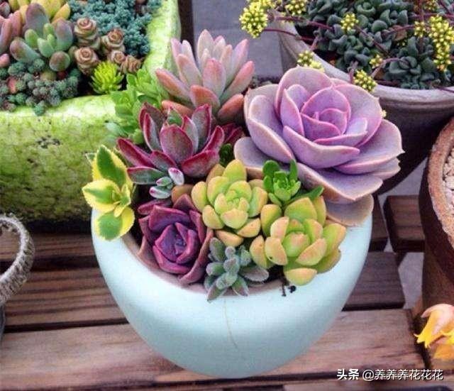 你家有那么多肉怎么吃(图12)