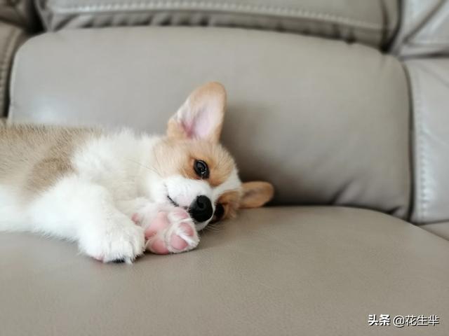 两个月的小狗可以吃什么,第7张