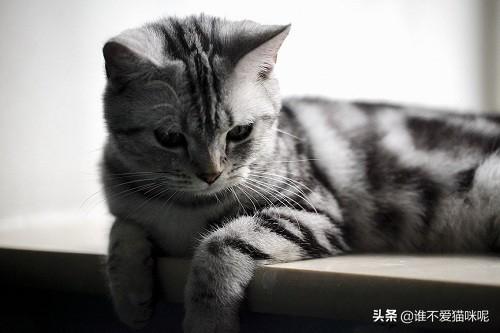 猫咪视频app在线网页 猫咪视频软件在线看片-第2张图片-随然AIR主题