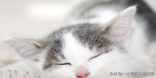 猫吃生肉该怎么办才好(图2)