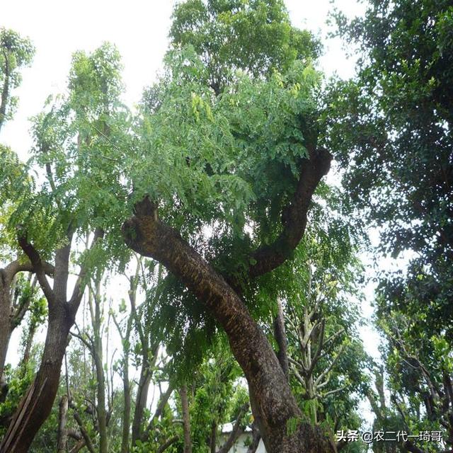 苗木种植行业现状及发展趋势怎么写