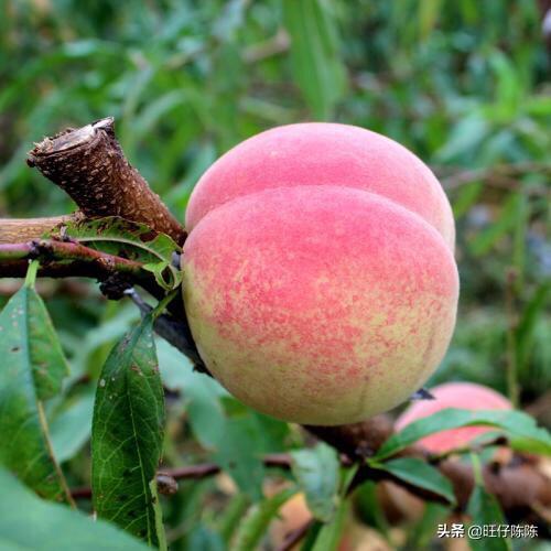 云南丽江市古城区摘水果评价好的农家乐哪里又好又便宜,丽江附近哪里有果园采摘