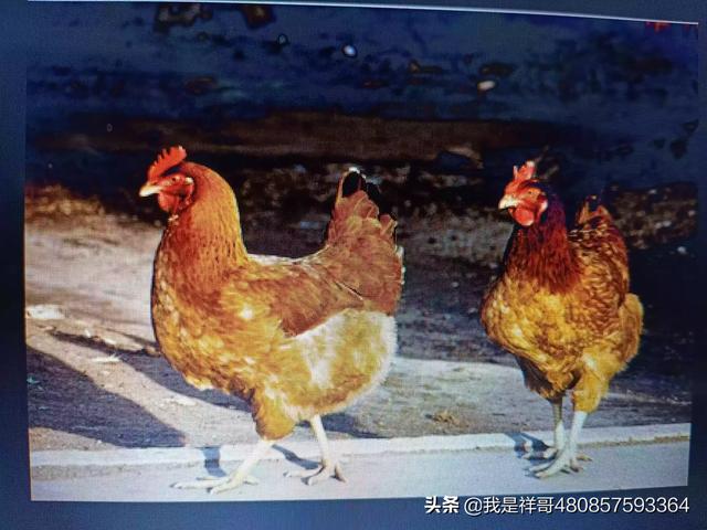 在线咨询，在线咨询律师