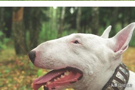 各种大型猛犬一览,第15张