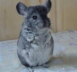 寵物人圖片?寵物人頭像!