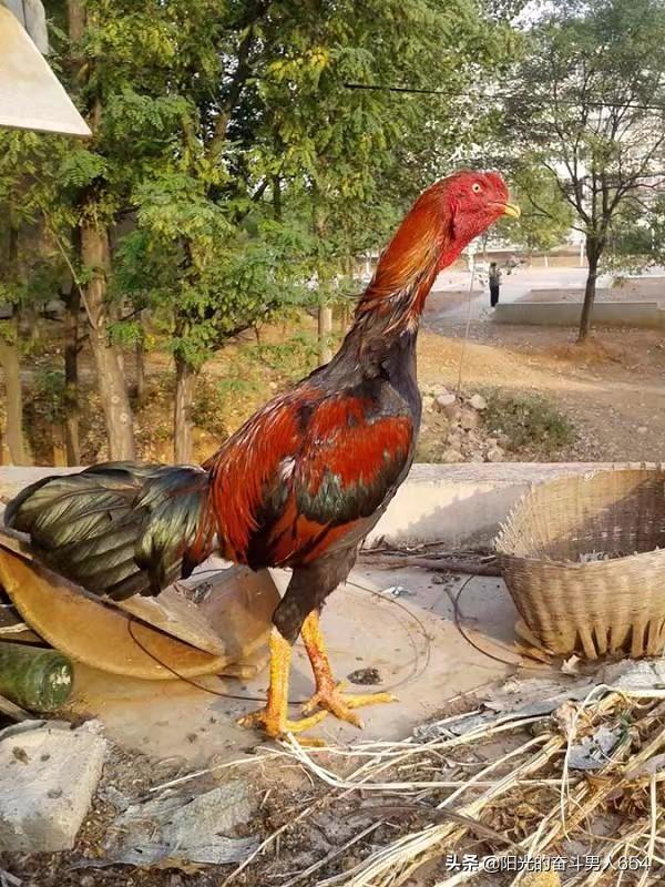 斗鸡_斗鸡眼能当飞行员吗_斗鸡眼可以做近视手术吗