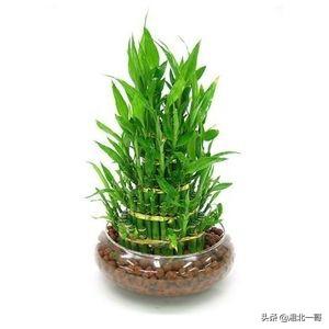 富贵竹怎么养才好? 富贵竹怎么养才好看才漂亮!