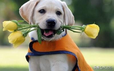 猫和狗那个更忠诚于主人