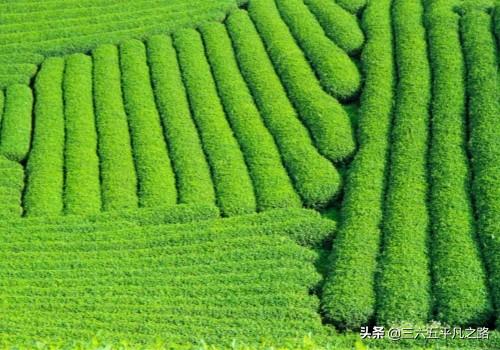 种植什么赚钱快不愁卖 农业补贴 种植业什么前景最好?农村种植什么作物最赚钱？