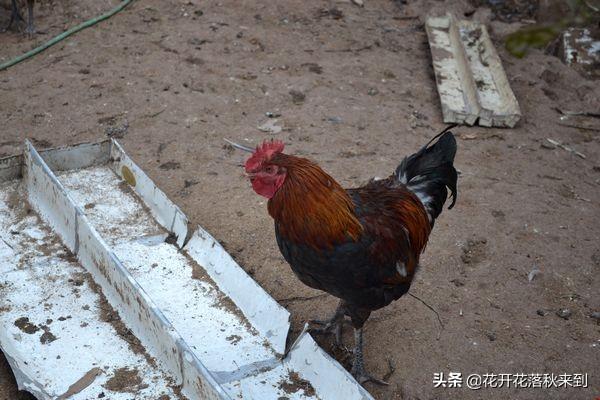 用鸡饲料喂猪利与弊-用鸡饲料喂猪利与弊分析