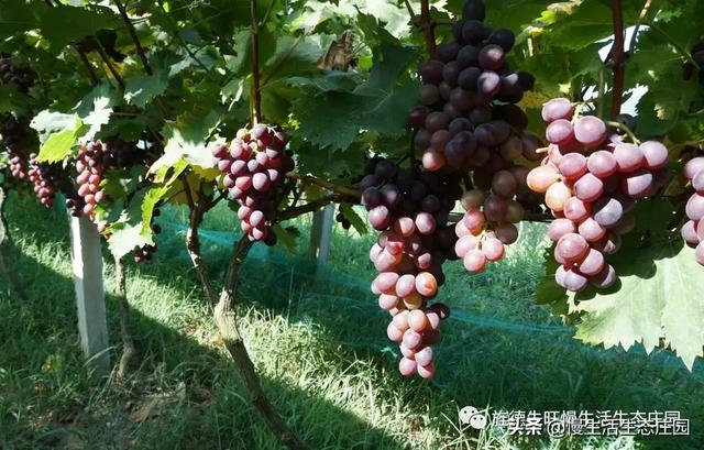 云南曲靖市麒麟区采摘园评价好的农家乐大推荐好玩又巴适,曲靖麒麟区周边农家乐