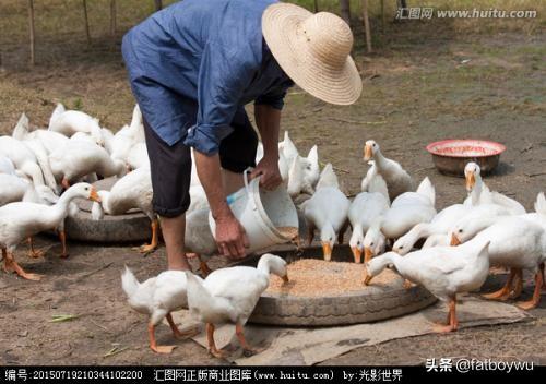 养鹅种什么草好长得快的牧草-鹅吃什么草长得快又重