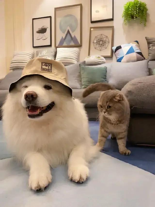 上课的人工智能叫什么