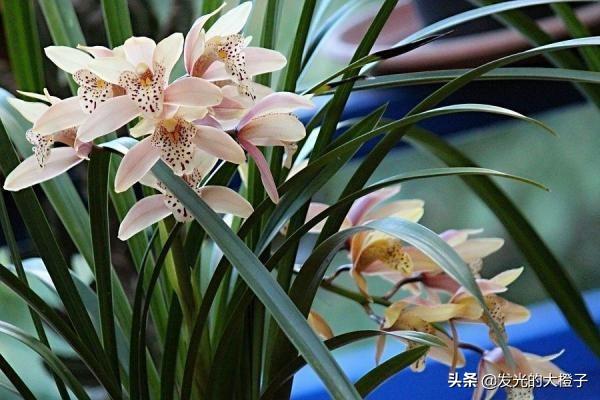 花中皇后是什么花? 花中皇后是什么花?!