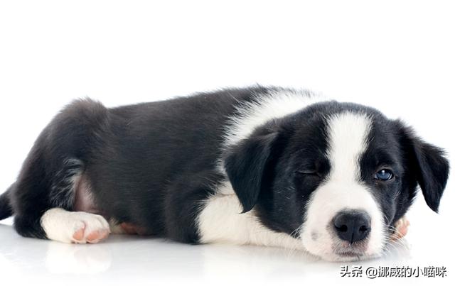 2个月大的边境牧羊犬脚受伤了怎么处理,第1张
