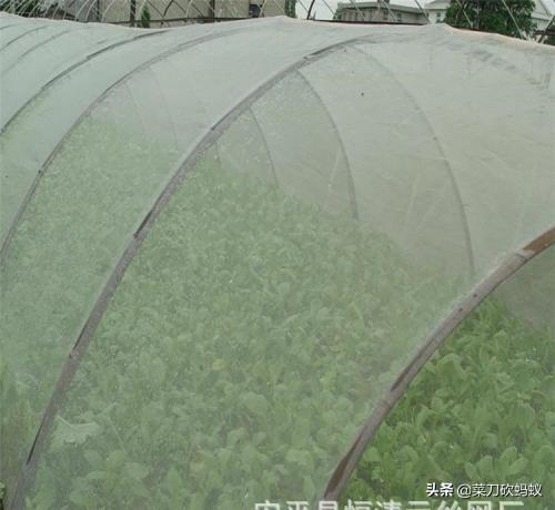 中国蔬菜种植网，中国蔬菜种植网下载