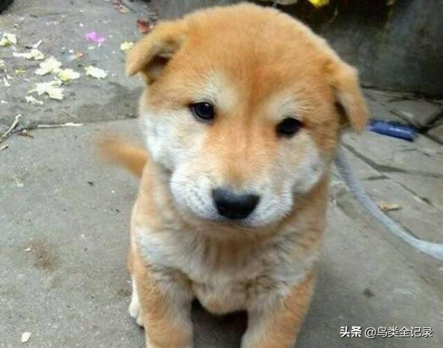 土狗寵物?土狗寵物狗的區別!